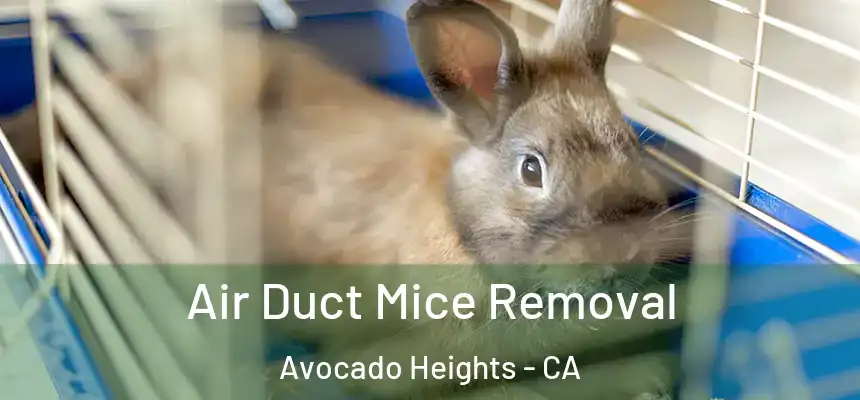 Air Duct Mice Removal Avocado Heights - CA